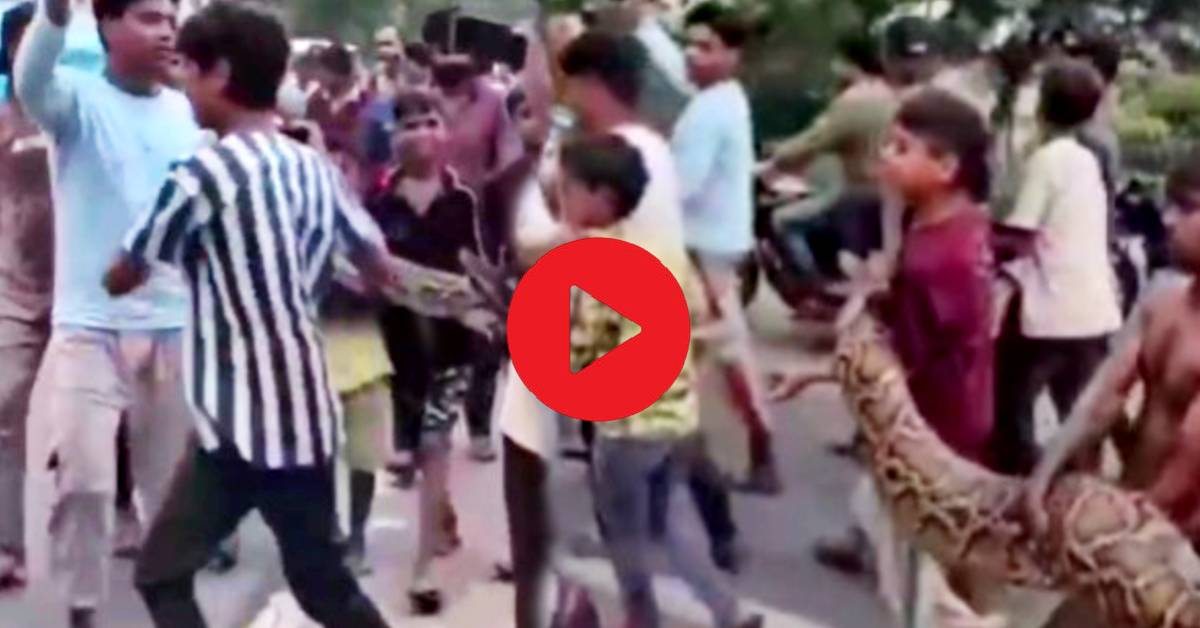 Viral Video showed kids carried the python in their hands for about 3km