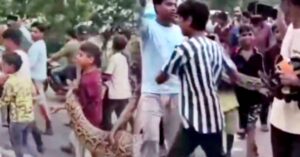 Viral Video showed kids carried the python in their hands for about 3km