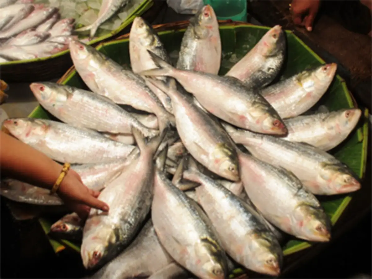 Huge amount of hilsa fish caught by fishermen