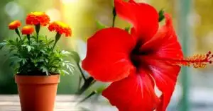 Durgapuja offer these flowers at the feet of Goddess Durga to remove evil forces and unrest