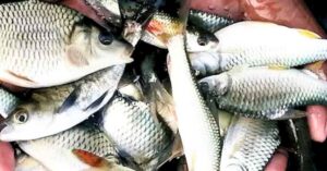 Haringhata Brand New initiative now you can get pona fish at affordable prices