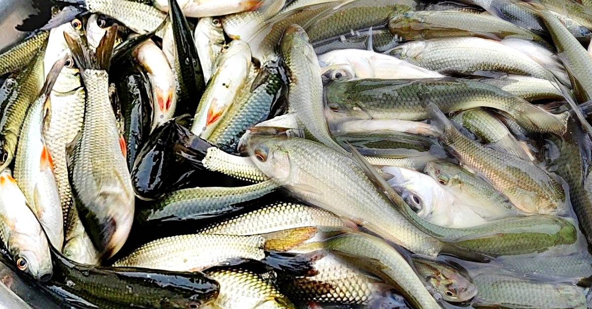 Haringhata Brand New initiative now you can get pona fish at affordable prices