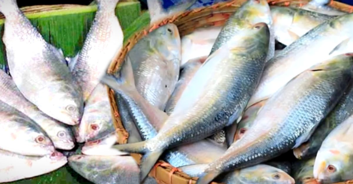 Hilsa Fish the size of a Pella was caught in a net where did such a big fish come from, you will be shocked to hear the price