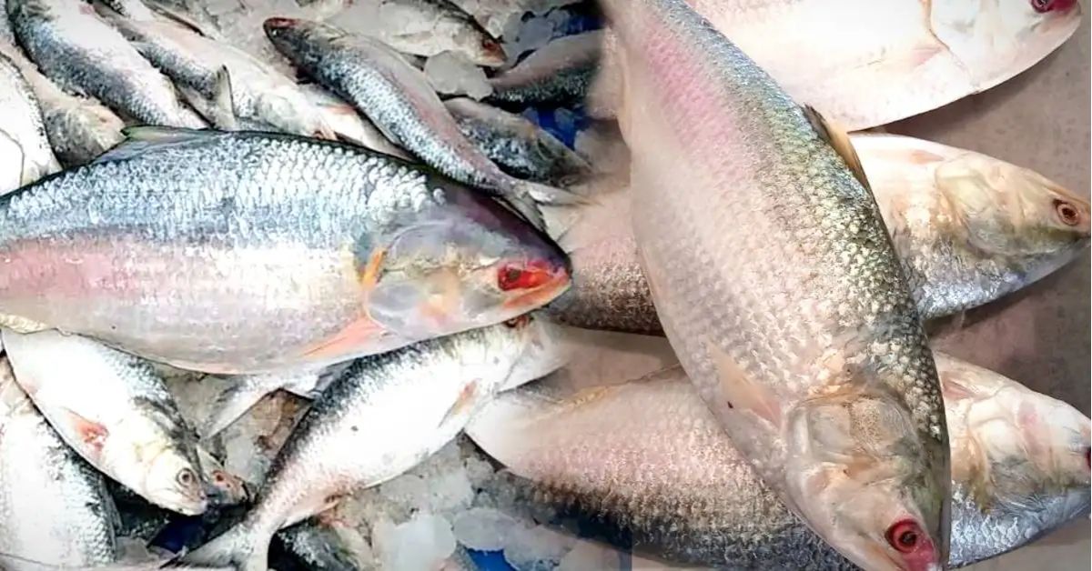 Hilsa Fish good news for foodies Kolkata restaurants are combining the familiar taste of Hilsa with the unfamiliar taste
