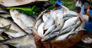 Hilsa Fish is full of nutrients this fish will reduce serious diseases say doctors