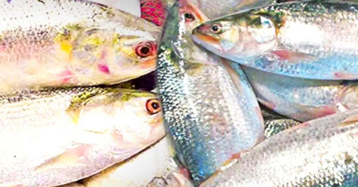 Where do most tasty hilsa fish get caught