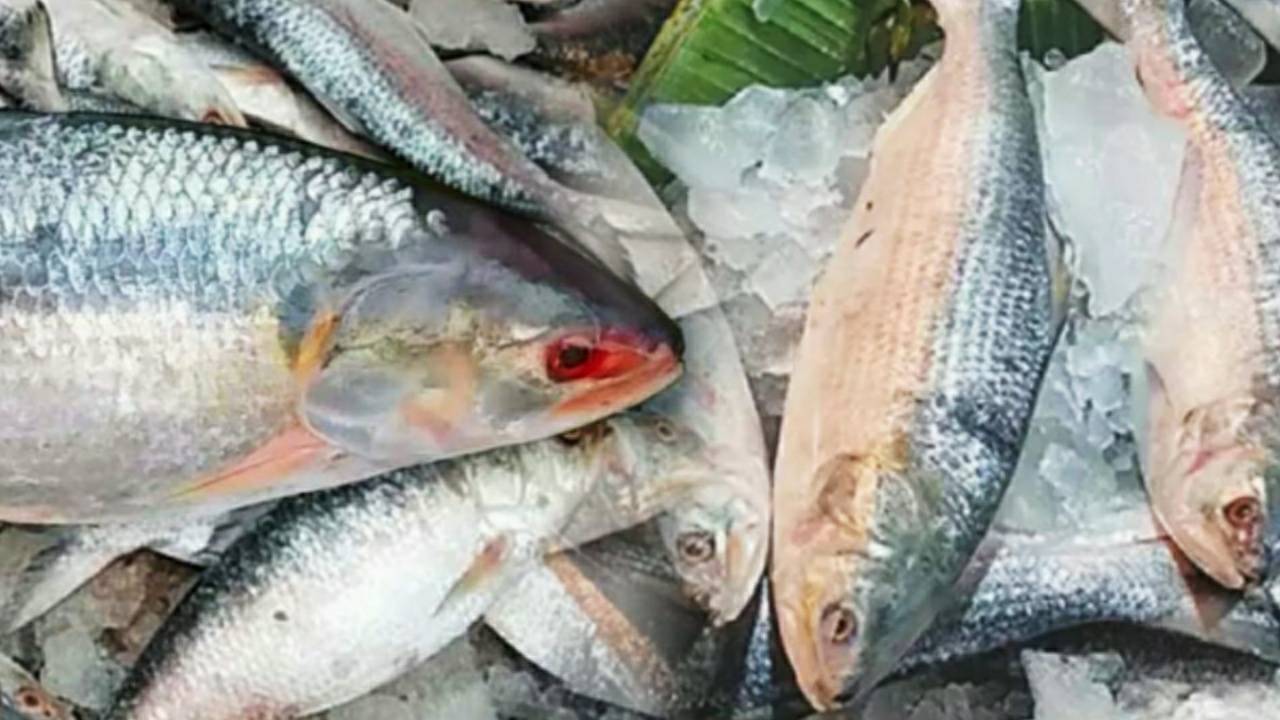 How to eat hilsa fish to intact nutrients