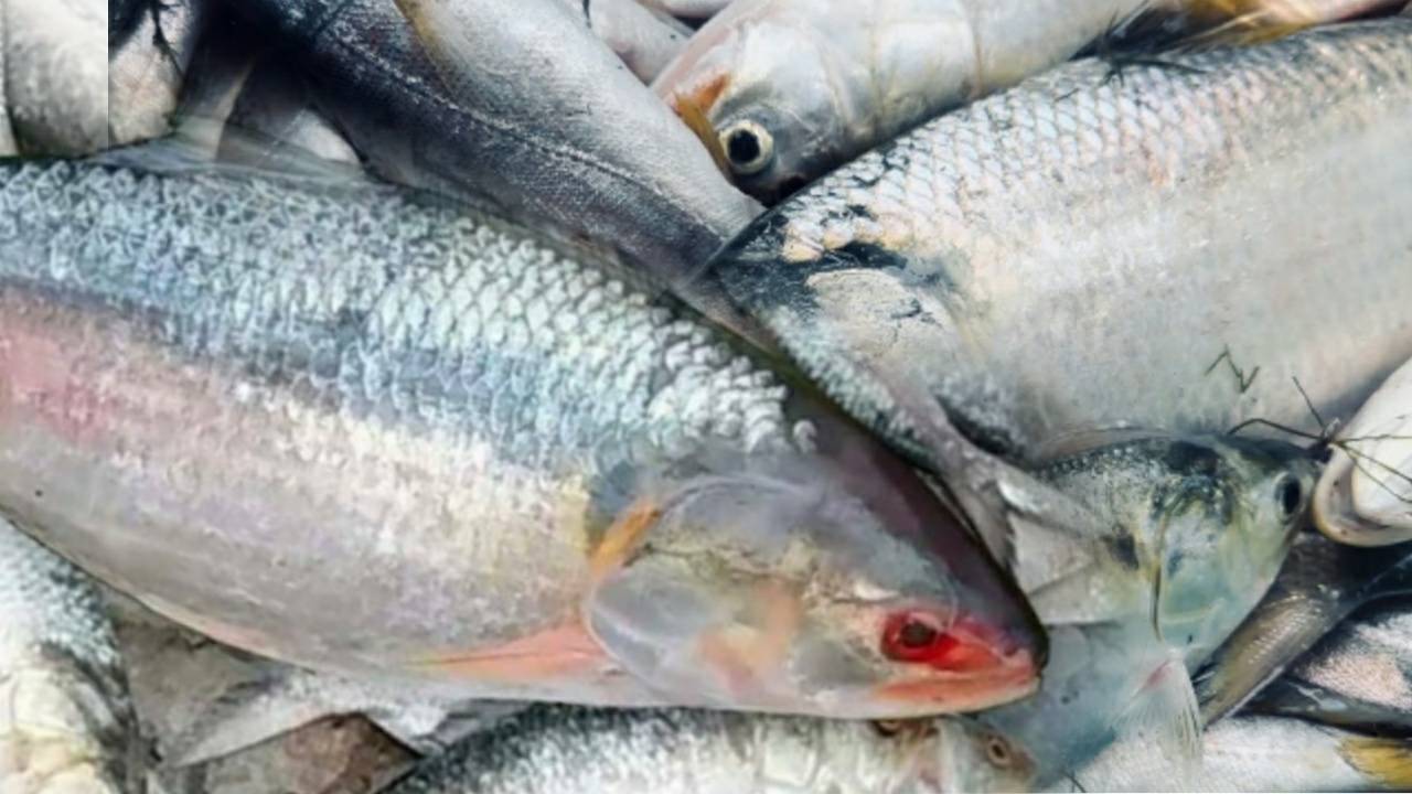 Hilsa fish selling in half a price