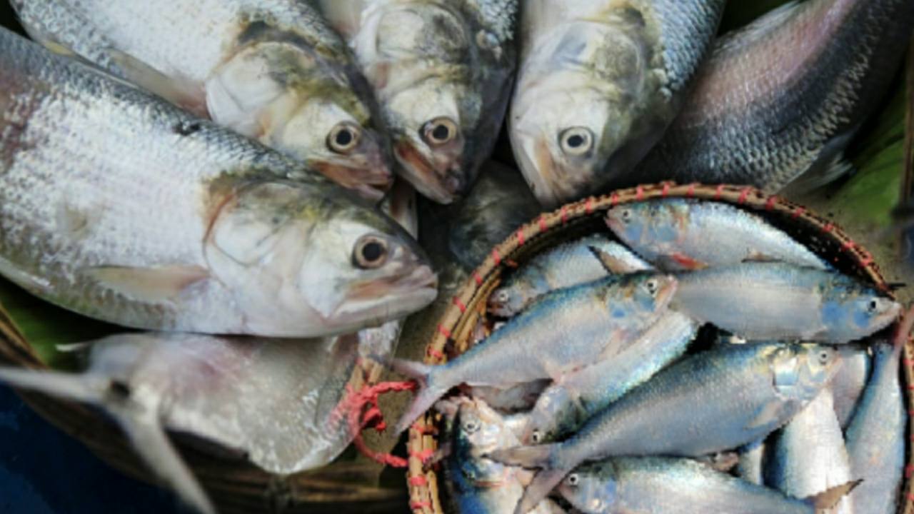 More hilsa fish may come to market in good weather