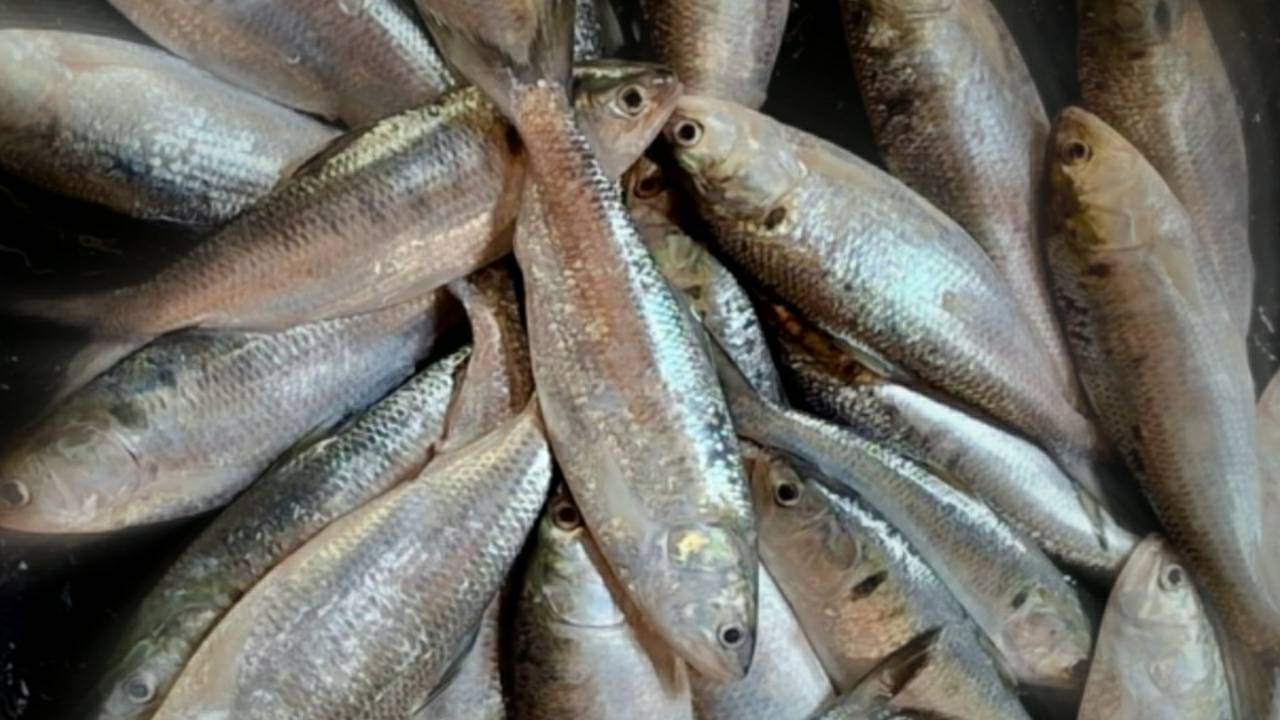 Illegal small hilsa fish selling in market
