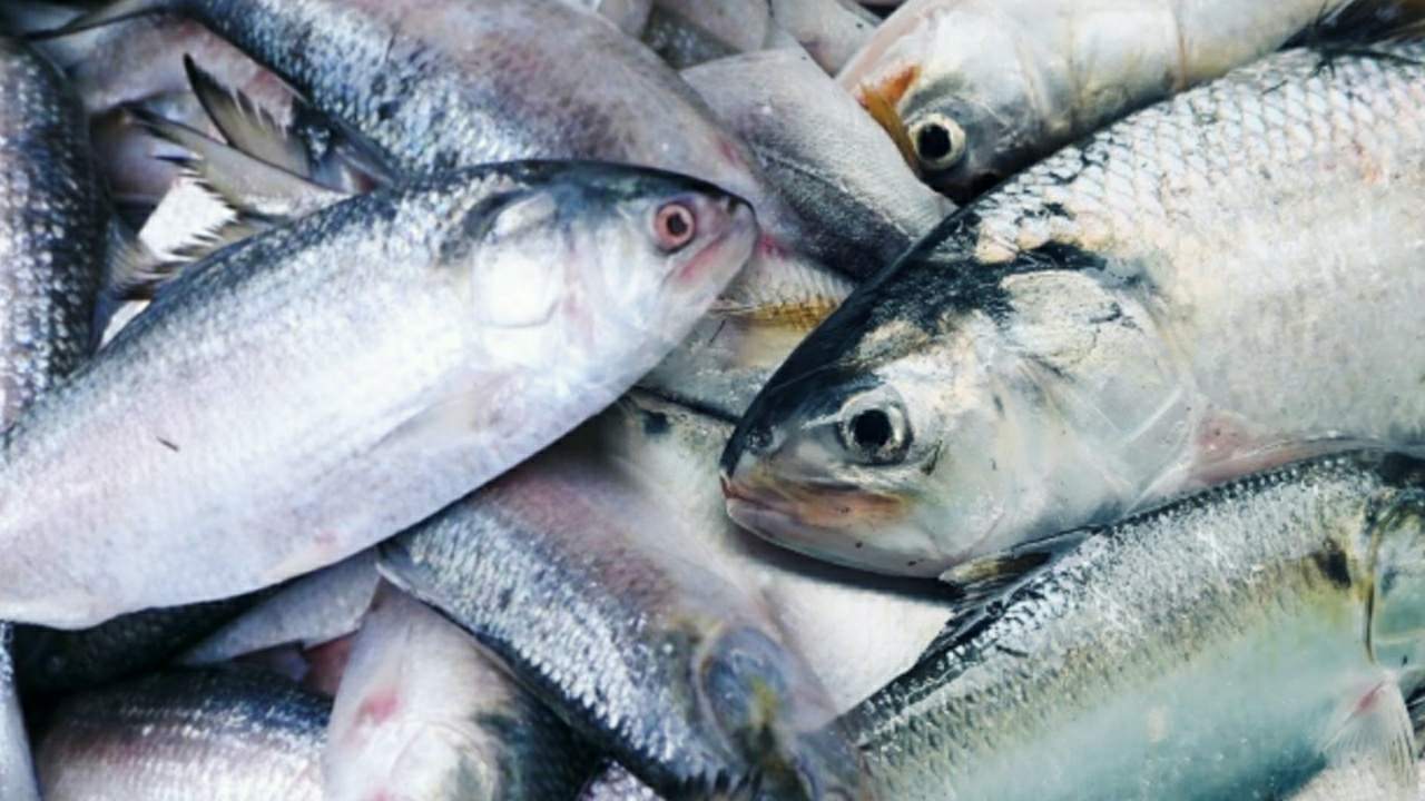 Big hilsa fish sold in huge price