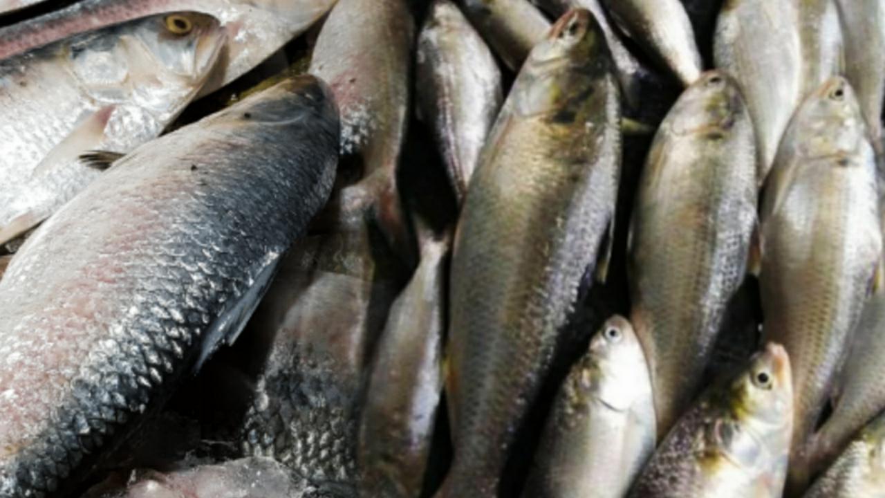 Will hilsa fish price go down before puja 