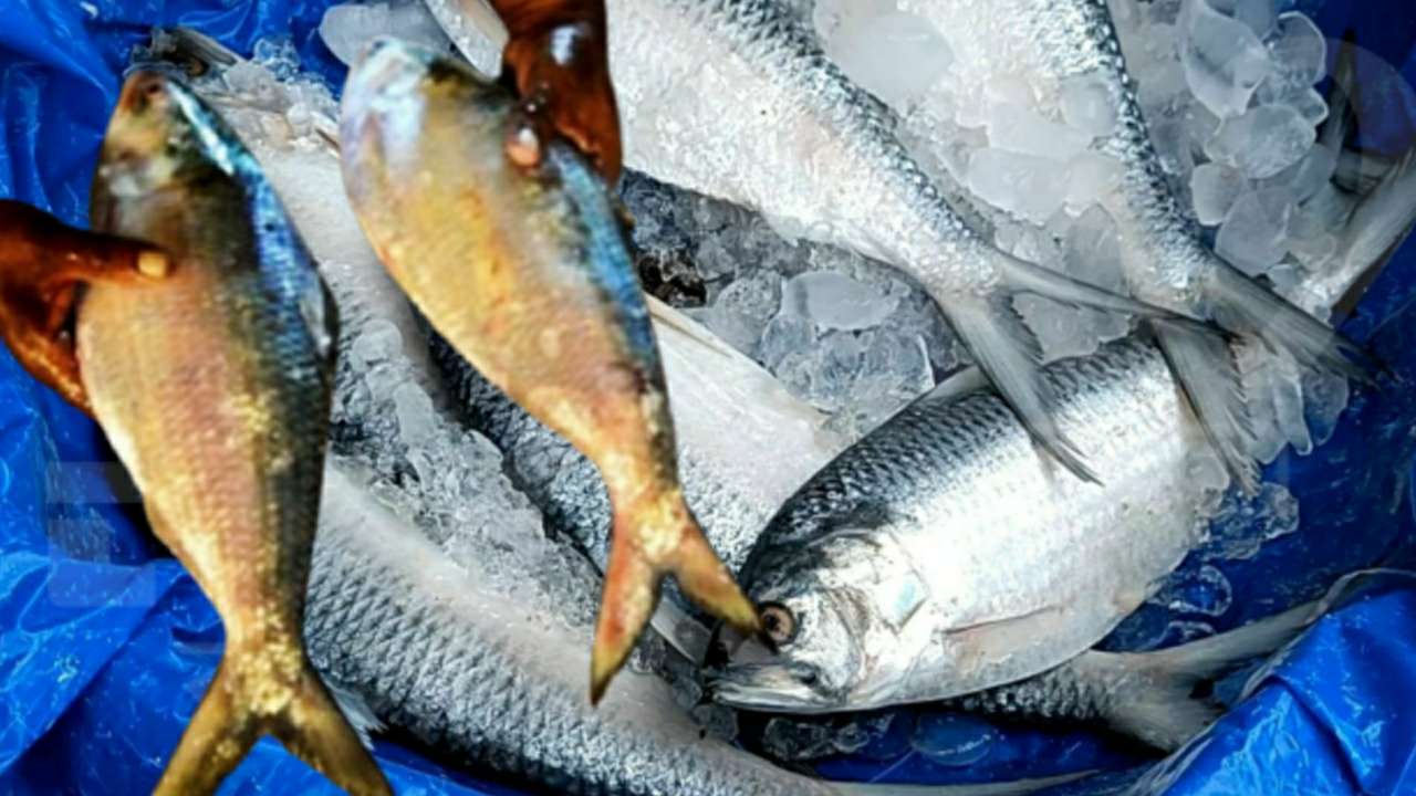 Hilsa fish price may go down now 