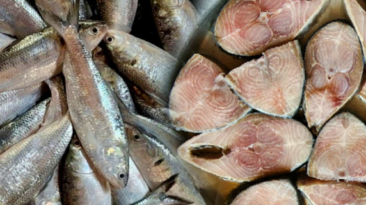 What effects does hilsa fish have on our health