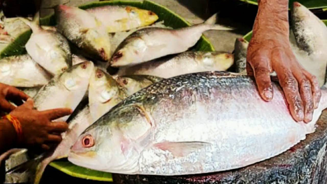 How to identify if the hilsa fish is real or not