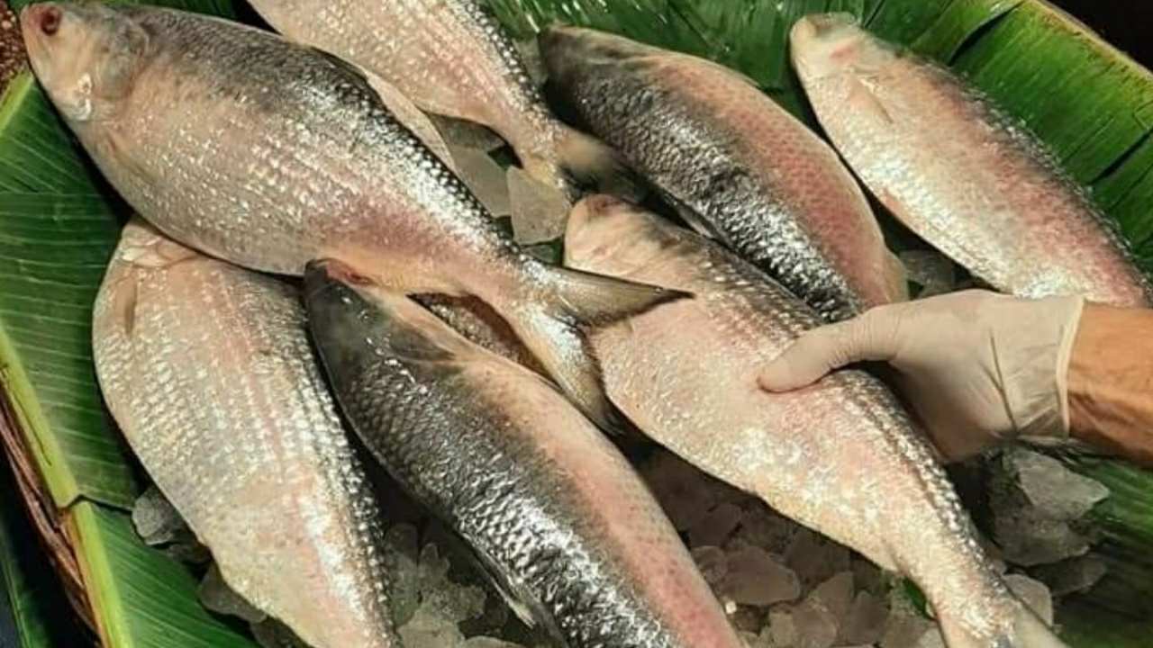 A 2 kg hilsa fish price shocked everyone