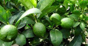 Health use this part of lemon to get relief from digestive problems and insomnia then see the magic