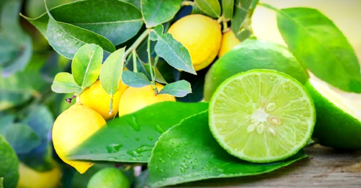 Health use this part of lemon to get relief from digestive problems and insomnia then see the magic