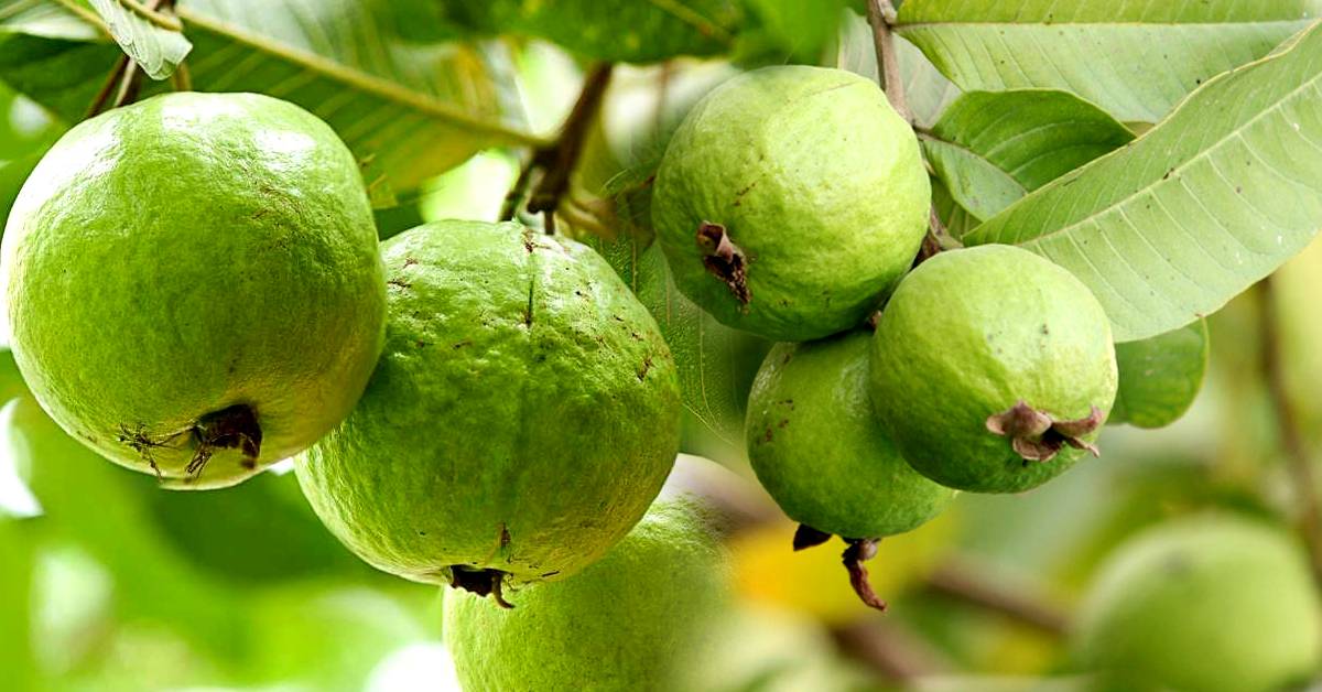Health Tips the benefits of easily available guava will surprise you