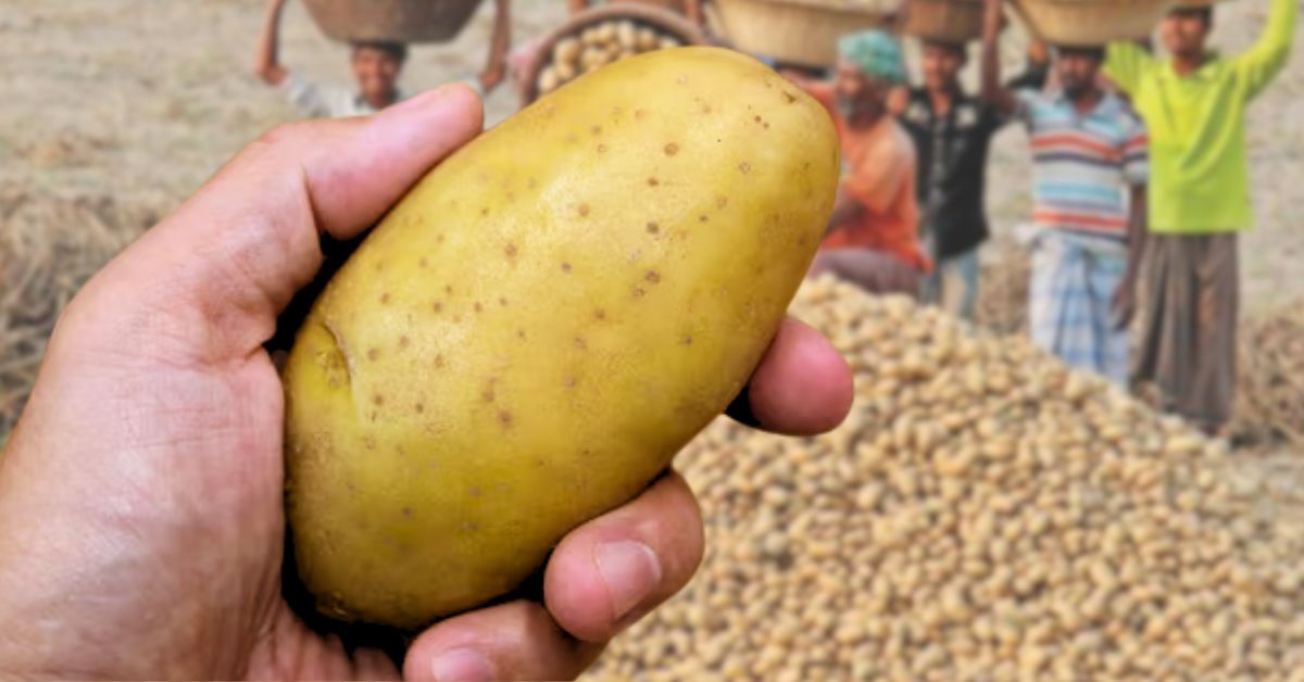 Potato will protect against malnutrition and anemia iron-rich potatoes from Peru are coming to India