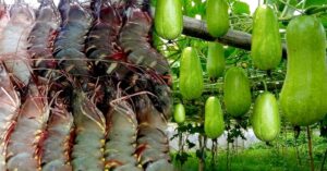 Recipe lets leave the shrimp and now let's bring the rice and chalkumro Malaikari to the plate