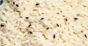 Rice no more rice full of bugs follow these simple kitchen tips