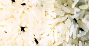 Kitchen Hacks insect infestation in rice during monsoon it will disappear if you follow these home remedies