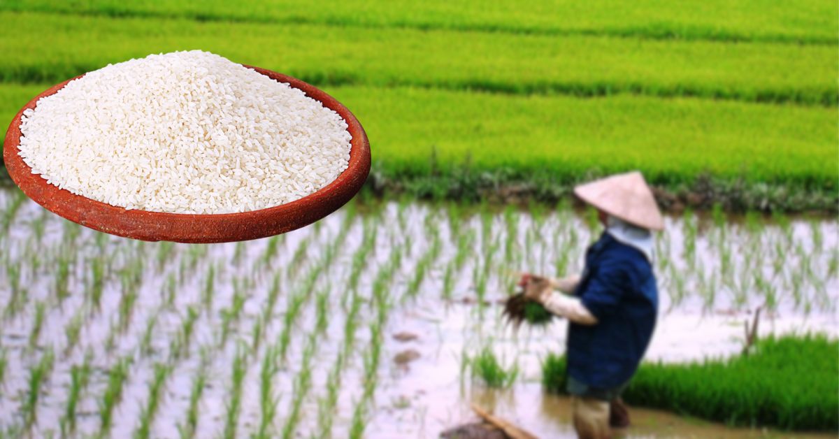 Bardhaman demand for Govinda Bhog rice is increasing in Dubai and Kuwait rice farmers are hoping for profit