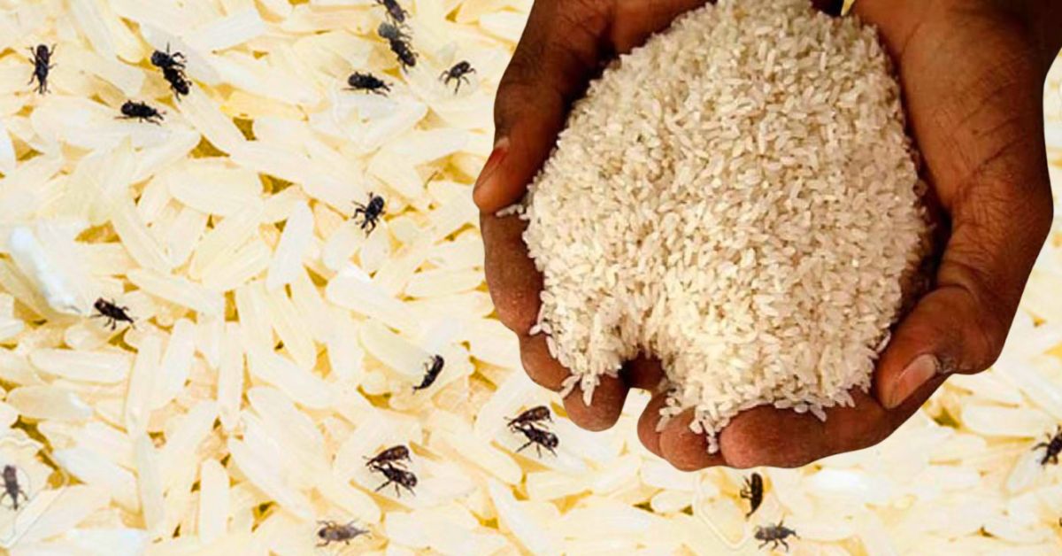 Rice no more rice full of bugs follow these simple kitchen tips