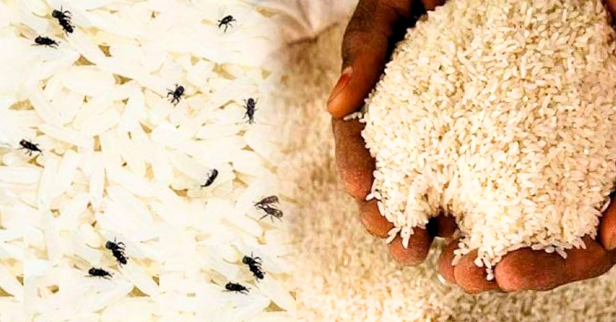 Kitchen Hacks insect infestation in rice during monsoon it will disappear if you follow these home remedies