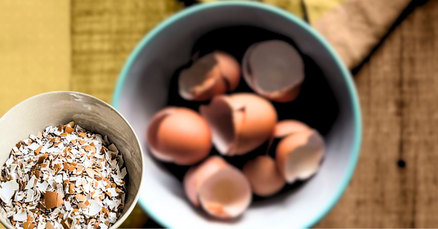 Skin Care before Puja Use this part of egg get glowing skin