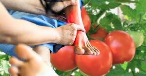 Health the taste will not decrease not will uric acid increase what food should you put on your plate instead of tomatoes