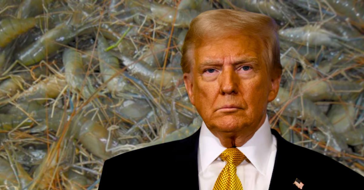 Donald Trump the country's prawn business is facing losses due to Trump's tariff bomb traders are worried
