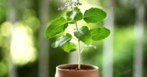 Tulsi Tree is drying up at home take care of it like this before extreme danger comes