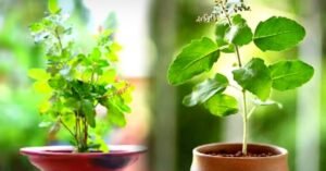 Tulsi Tree is drying up at home take care of it like this before extreme danger comes
