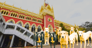 Calcutta High Court seeks report on stray dog sterilisation progress