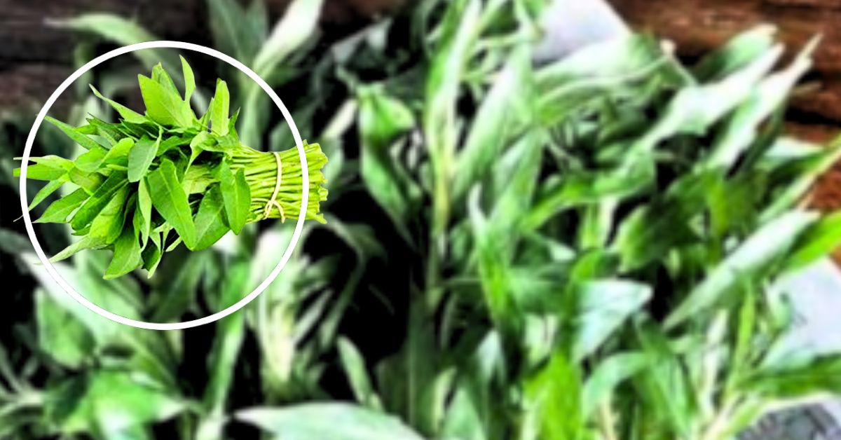 Health Tips benifits of kulekhara Leaves for health in monsoon