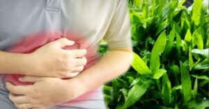 Health Tips benifits of kulekhara Leaves for health in monsoon 