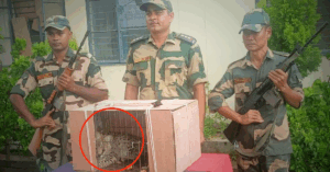 BSF foils Bangladesh smuggling attempt, rescues rare wild cat at border