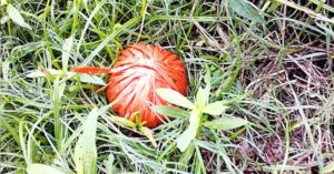 Khejuri Cooperative Election Turns Violent Amid Bomb Allegations