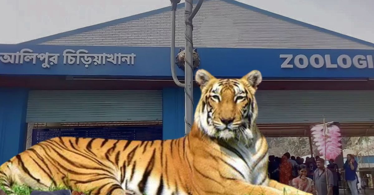 Alipore Zoo untimely death of two tigresses creates confusion