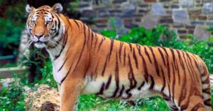 Alipore Zoo untimely death of two tigresses creates confusion