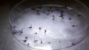 Mosquito factory opens in Brazil.
