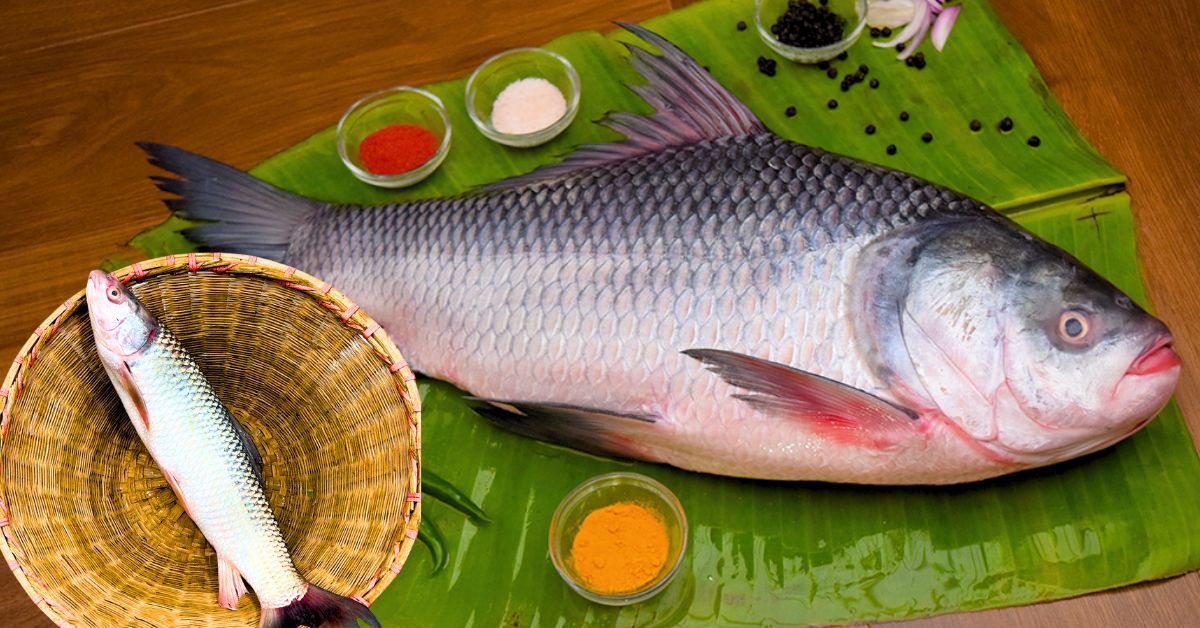 Health Tips experts say the right way to eat fish to keep your body fit