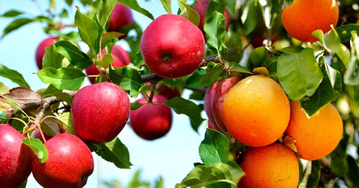 Health 5 fruits that will instantly restore energy and eliminate fatigue