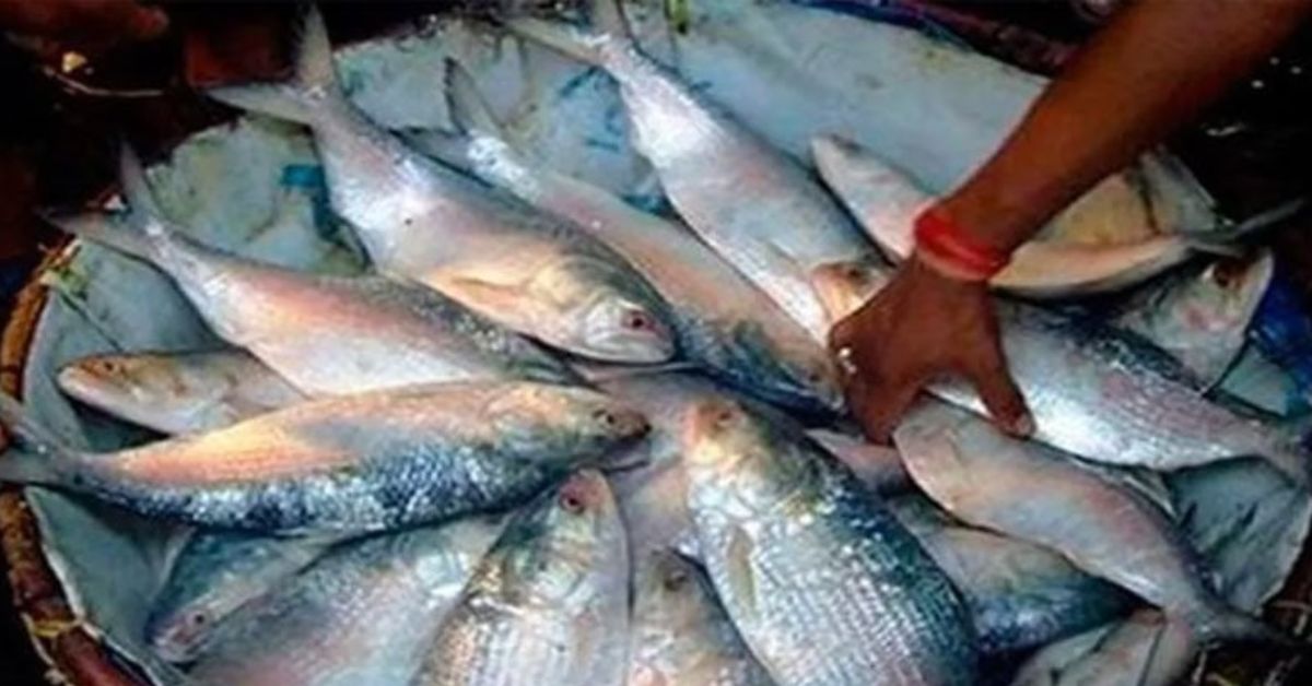Hilsa Fish