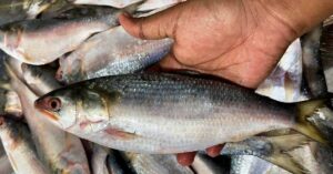 Hilsa Fish kolkata is enjoying Hilsa a festive atmosphere is spreading in the city