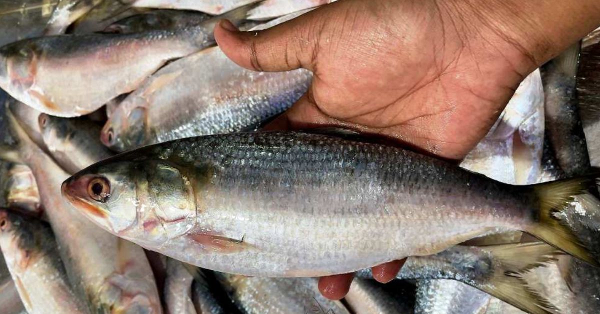 Hilsa Fish kolkata is enjoying Hilsa a festive atmosphere is spreading in the city