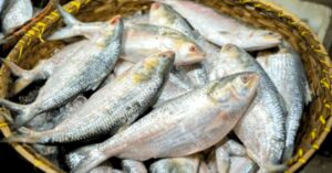 Hilsa Fish controversy over consuming hilsa oil experts express their opinions