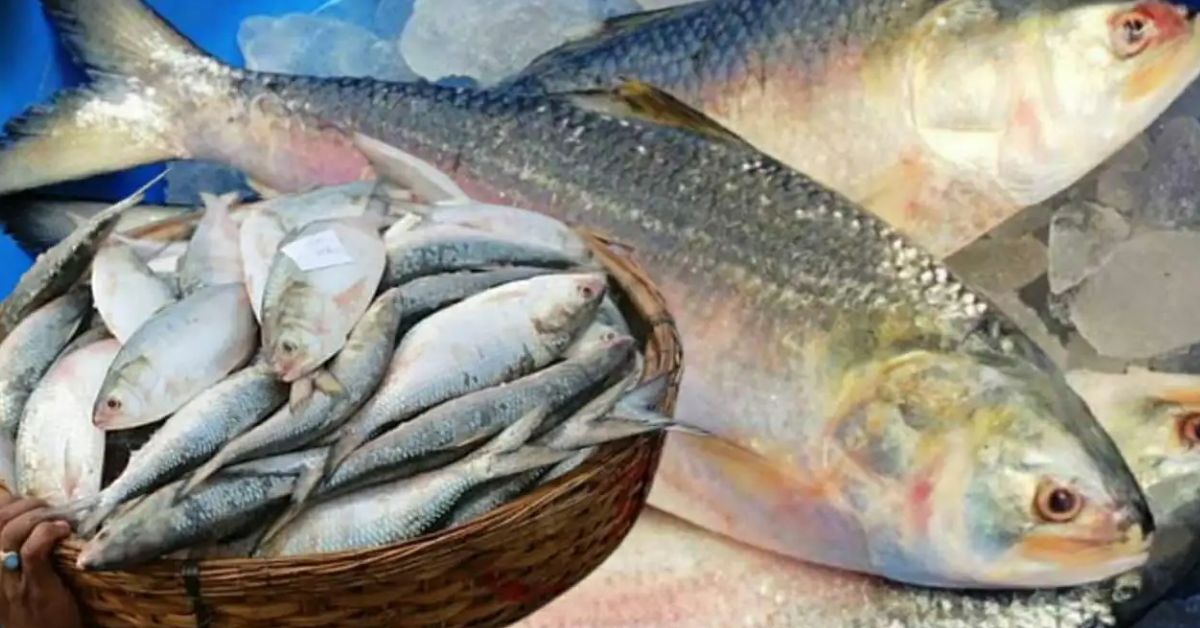 Hilsa Fish where is the best padma hilsa Find out the market price
